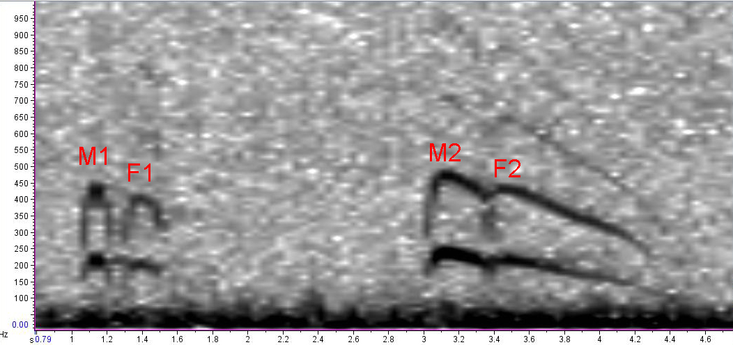 spectrogram